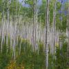 "Aspen Foliage", photography by Anita Winstanley Roark.  Contact us for edition and size availability. 