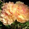 "Summer Peonies", photography by Anita Winstanley Roark.  Contact us for edition and size availability.  