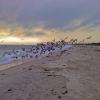 "In Flight, Vero Beach", photography by Anita Winstanley Roark.  Contact us for edition and size availability.  