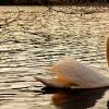 "Spring Swan", photography by Anita Winstanley Roark.  Contact us for edition and size availability.  