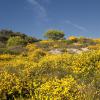 "Field of Gold, Provincetown", photography by Anita Winstanley Roark.  Contact us for edition and size availability.