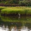 "Blue Heron"
Presented as a hand-glazed pigment print  in a limited edition of 10.  Contact us for edition and size availability.  Also offered as as an unframed open-stock print.