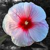 "Fragile Beauty" Presented as a hand-glazed pigment print  in a limited edition of 10.  Contact us for edition and size availability.  Also offered as as an unframed open-stock print.