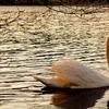 "Spring Swan " Presented as a hand-glazed pigment print  in a limited edition of 10.  Contact us for edition and size availability.  Also offered as as an unframed open-stock print.