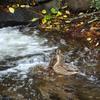 "Rushing Stream" Presented as a hand-glazed pigment print  in a limited edition of 10.  Contact us for edition and size availability.  Also offered as as an unframed open-stock print.