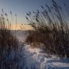 "Winter Sea Grass, Dyer Prince Beach", photography by Anita Winstanley Roark.  Contact us for edition and size availability.  