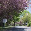 "Cherry Blossom Lane, Dennis", photography by Anita Winstanley Roark.  Contact us for edition and size availability.  